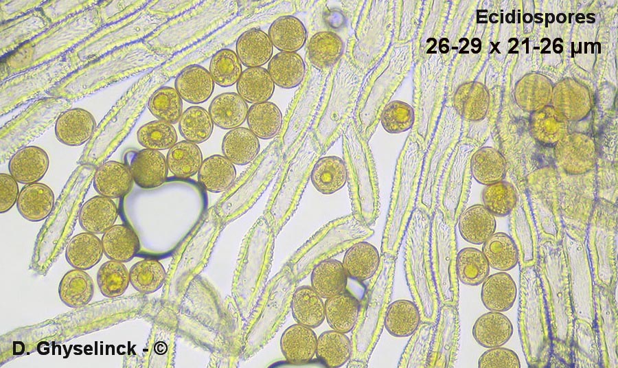 Gymnosporangium clavariiforme