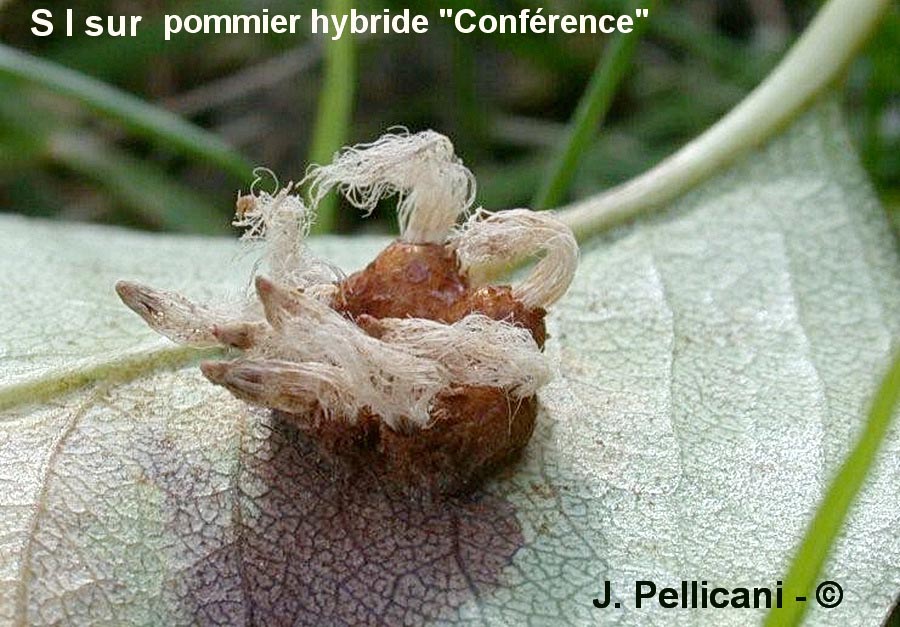 Gymnosporangium clavariiforme