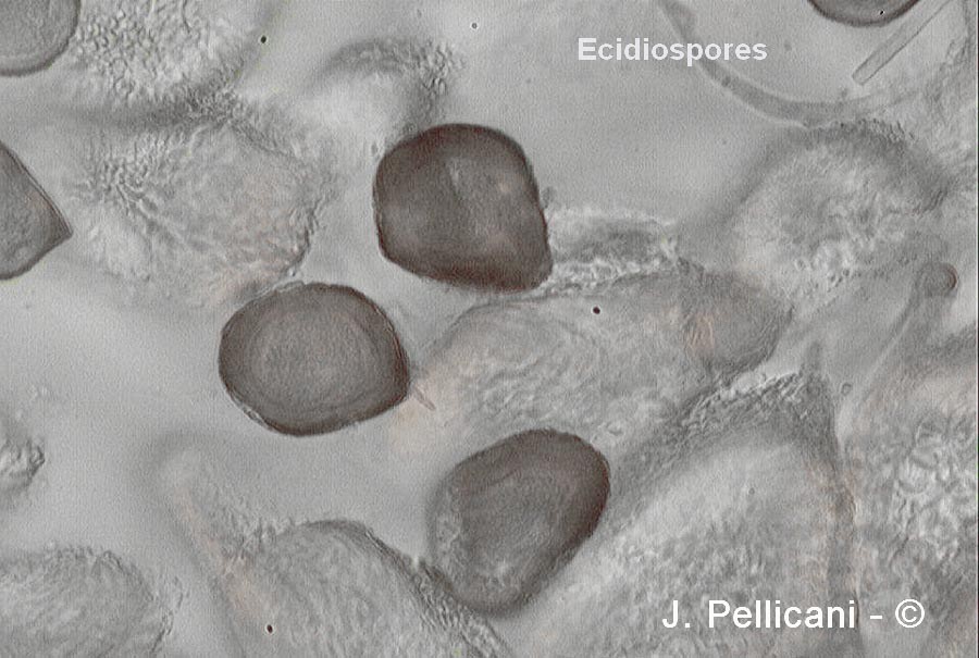 Gymnosporangium clavariiforme