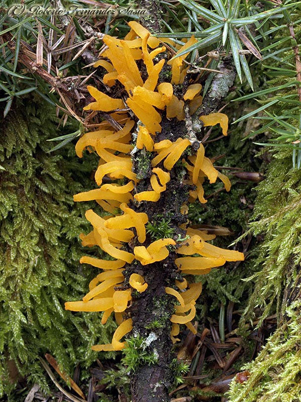 Gymnosporangium clavariiforme