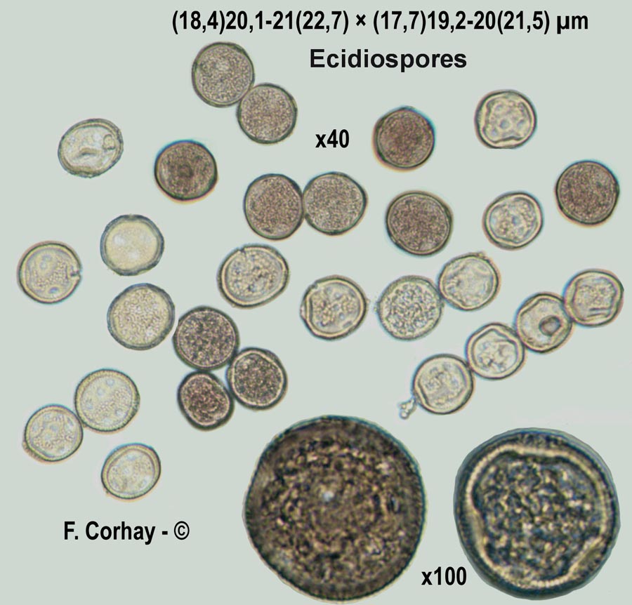 Gymnosporangium confusum