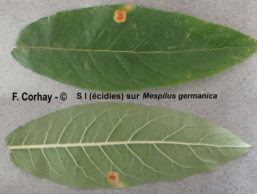 Gymnosporangium confusum