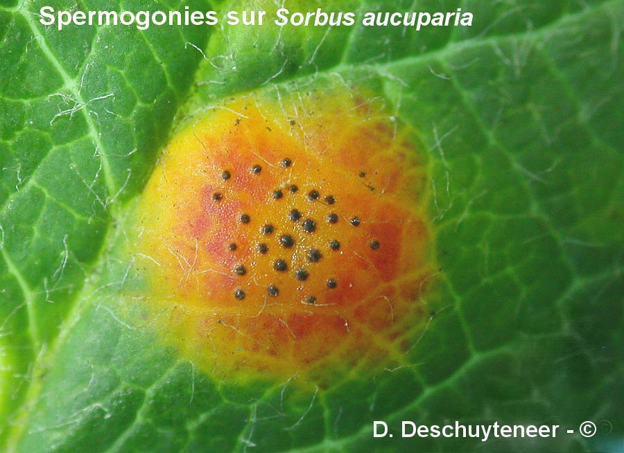 Gymnosporangium cornutum