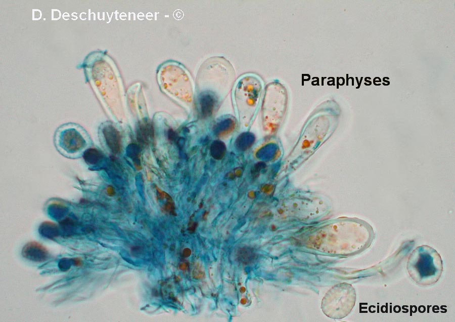 Gymnosporangium cornutum