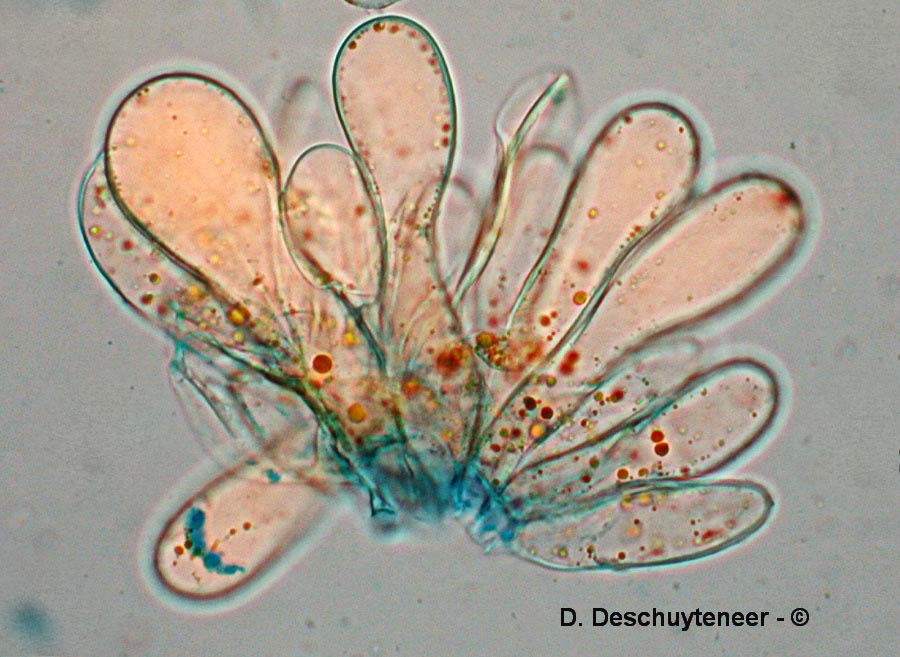 Gymnosporangium cornutum