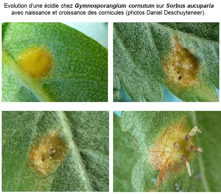 Gymnosporangium cornutum