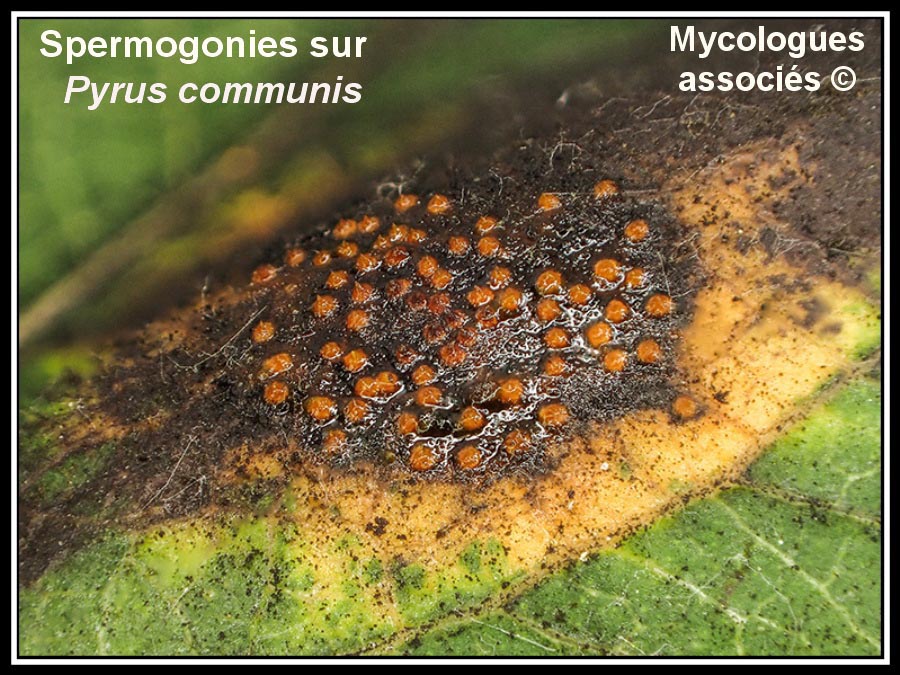 Gymnosporangium sabinae