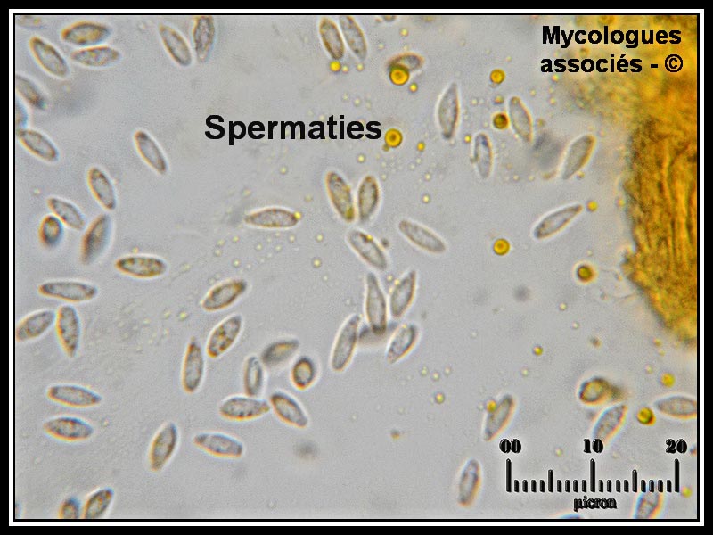 Gymnosporangium sabinae