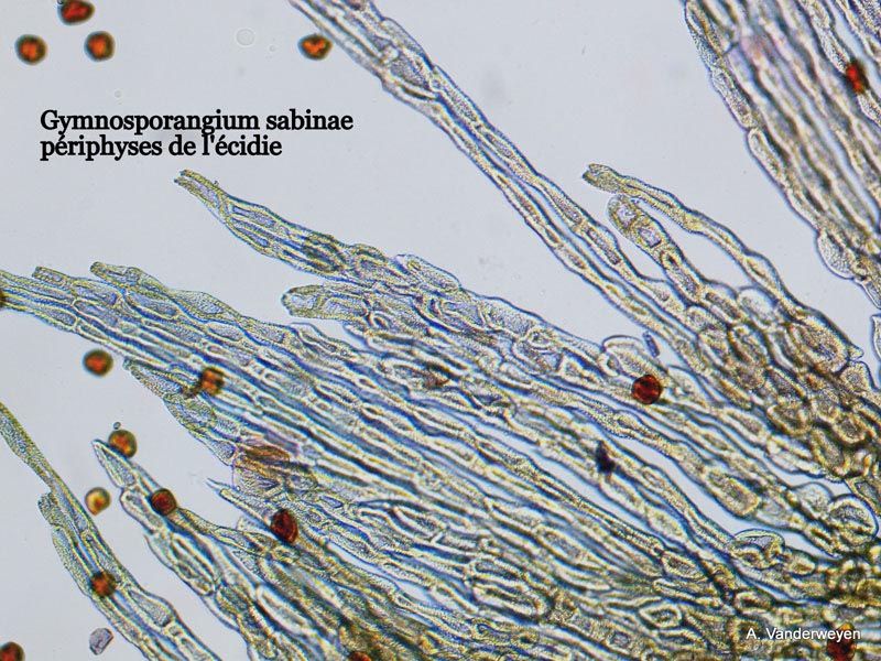 Gymnosporangium sabinae