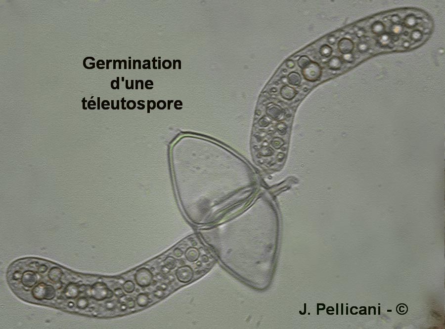 Gymnosporangium sabinae (Gymnosporangium fuscum)