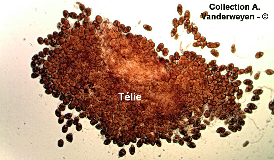 Gymnosporangium sabinae (Gymnosporangium fuscum)