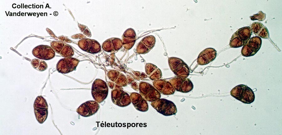 Gymnosporangium sabinae (Gymnosporangium fuscum)