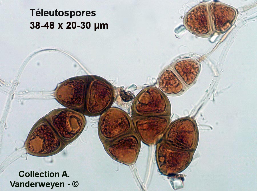 Gymnosporangium sabinae (Gymnosporangium fuscum)