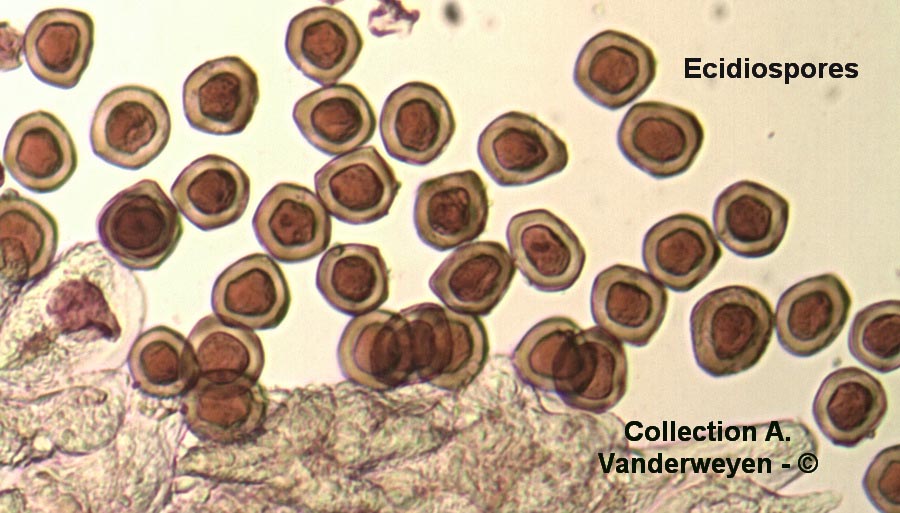 Gymnosporangium sabinae (Gymnosporangium fuscum)