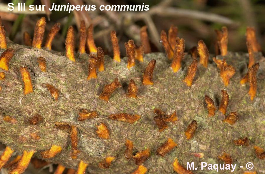 Gymnosporangium sabinae