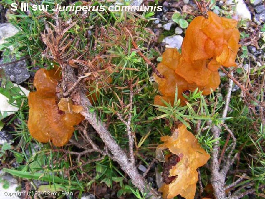 Gymnosporangium tremelloides