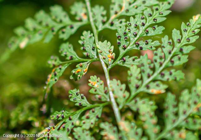 Hyalopsora polypodii