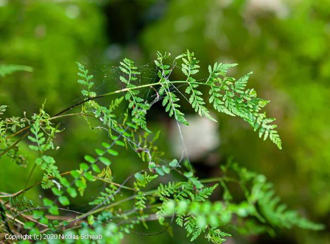Hyalopsora polypodii