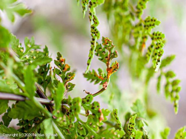Hyalopsora polypodii