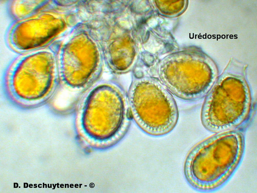 Kuehneola uredinis