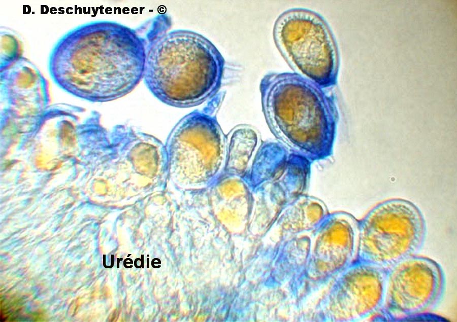 Kuehneola uredinis