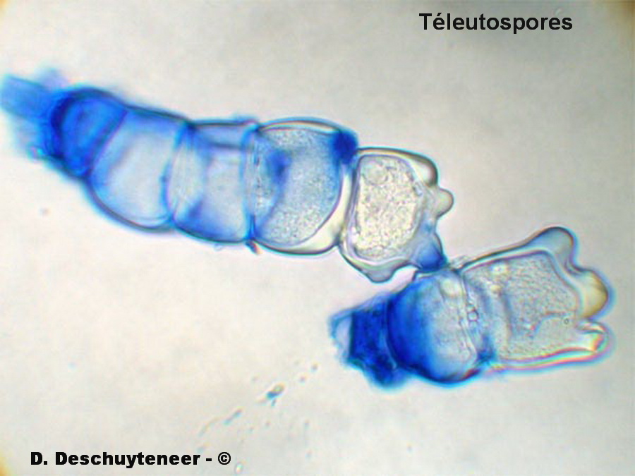 Kuehneola uredinis