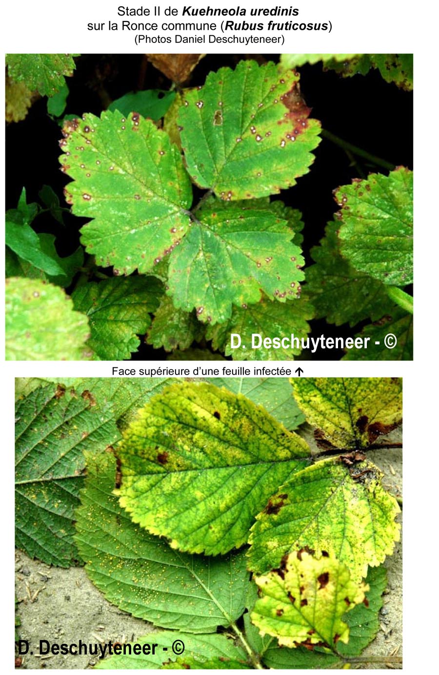 Kuehneola uredinis