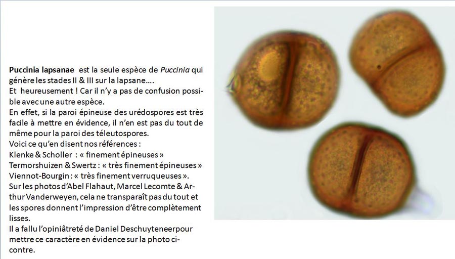 Puccinia lapsanae