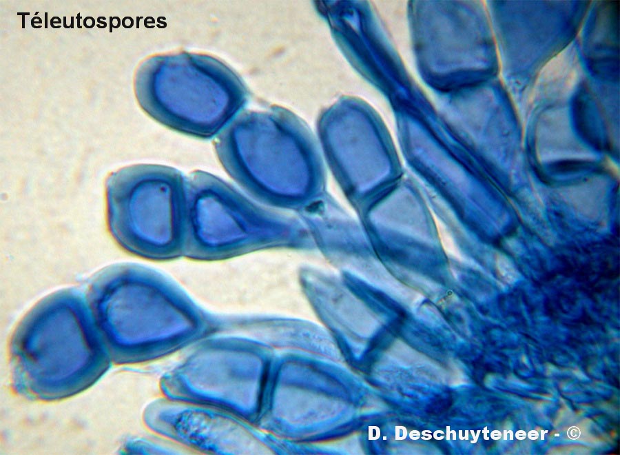 Leucotelium cerasi