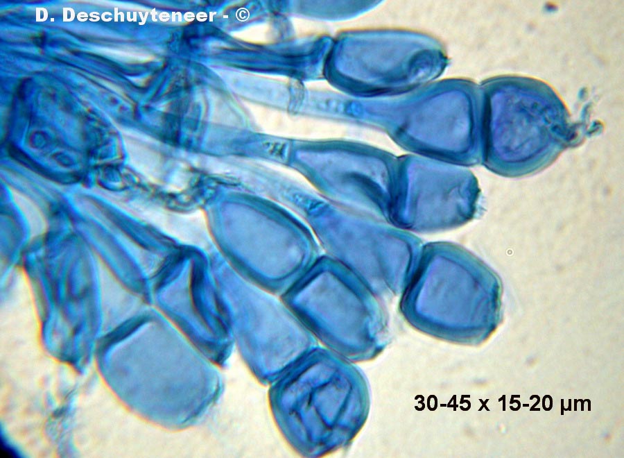 Leucotelium cerasi