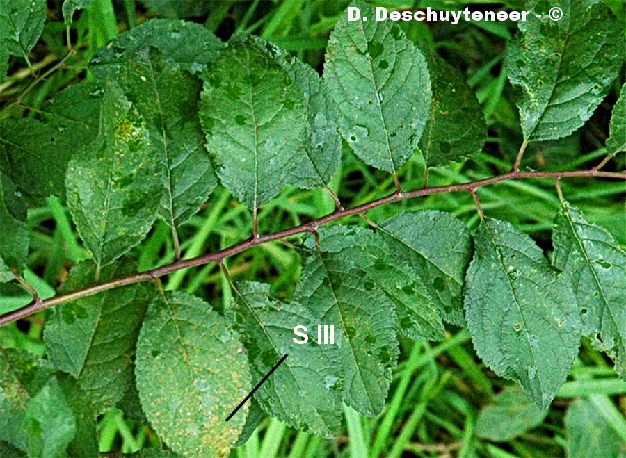 Leucotelium cerasi