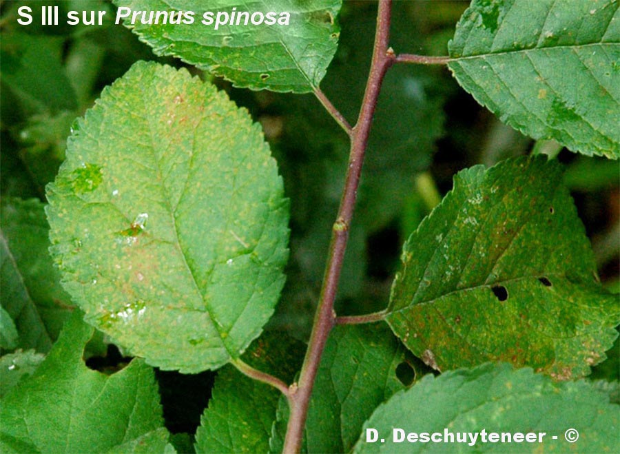 Leucotelium cerasi