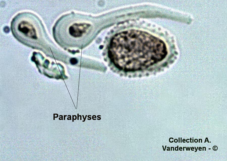 Melampsora allii-populina