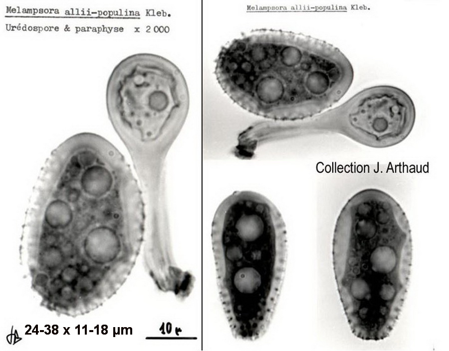 Melampsora allii-populina