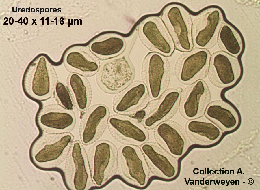 Melampsora amygdalinae