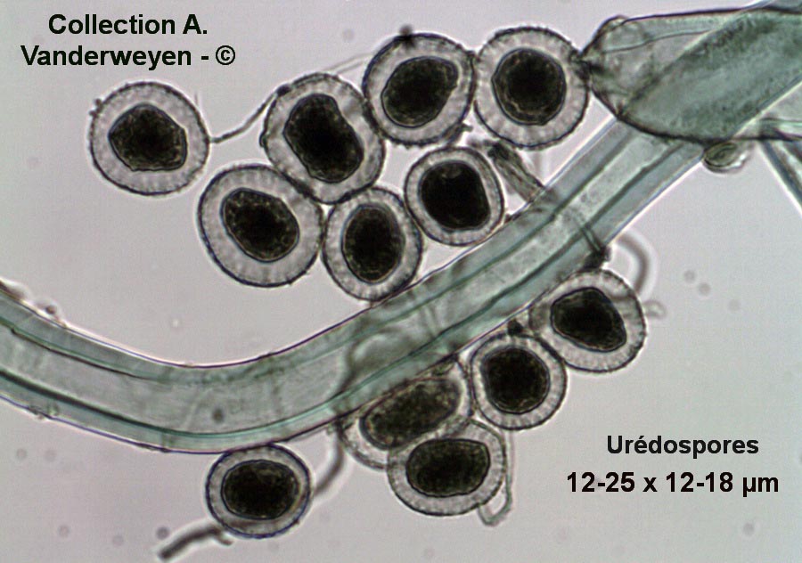 Melampsora epitea (Melampsora euonymi-caprearum)