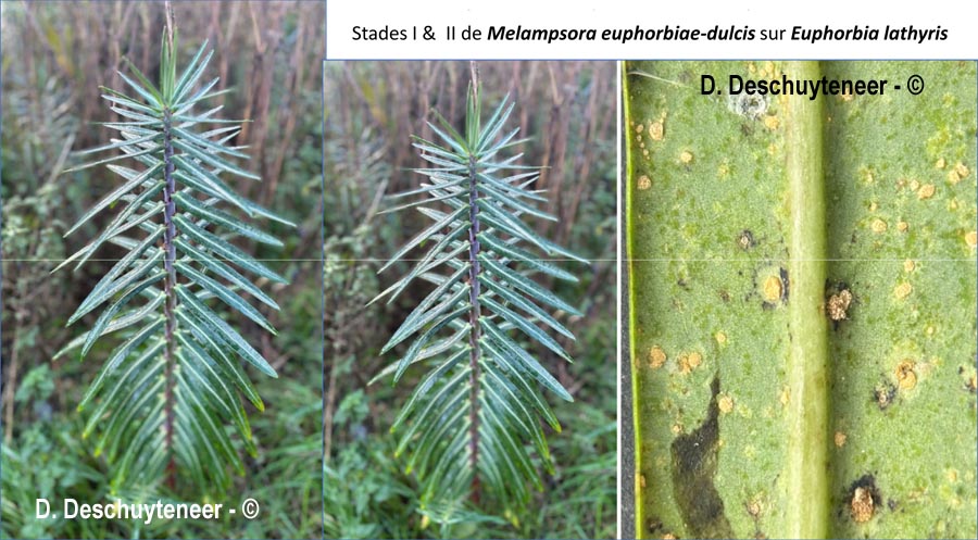 Melampsora euphorbiae-dulcis