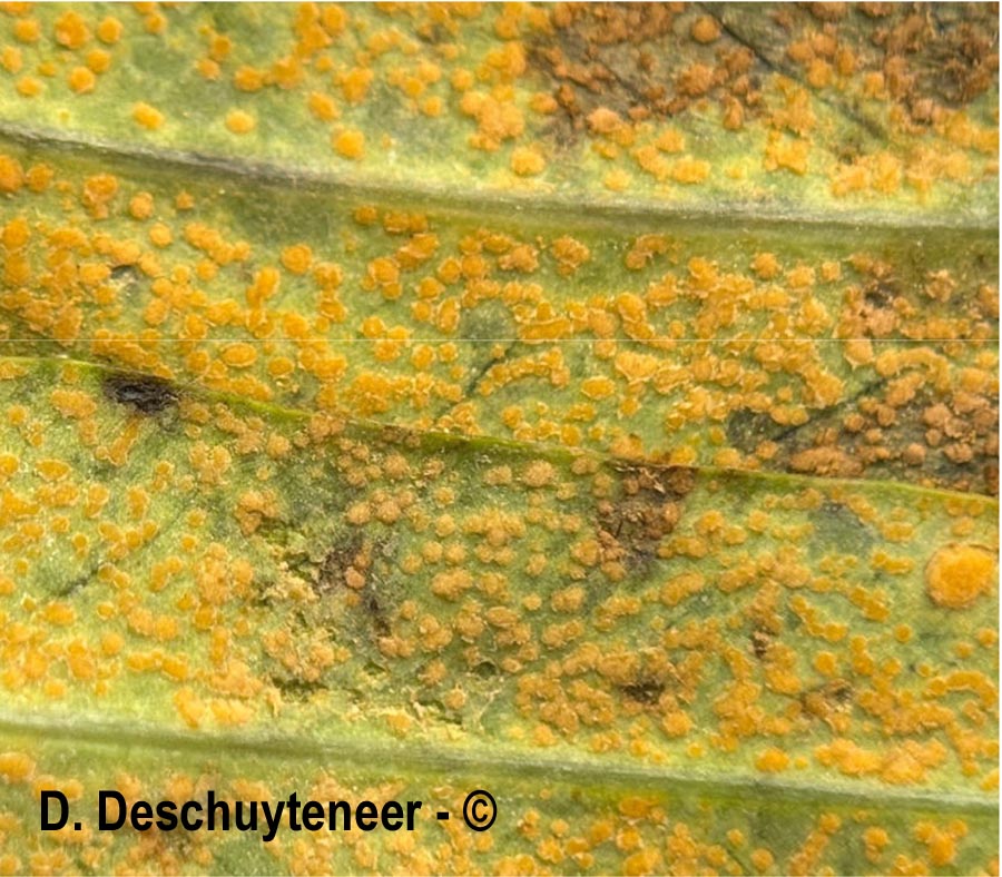 Melampsora euphorbiae-dulcis
