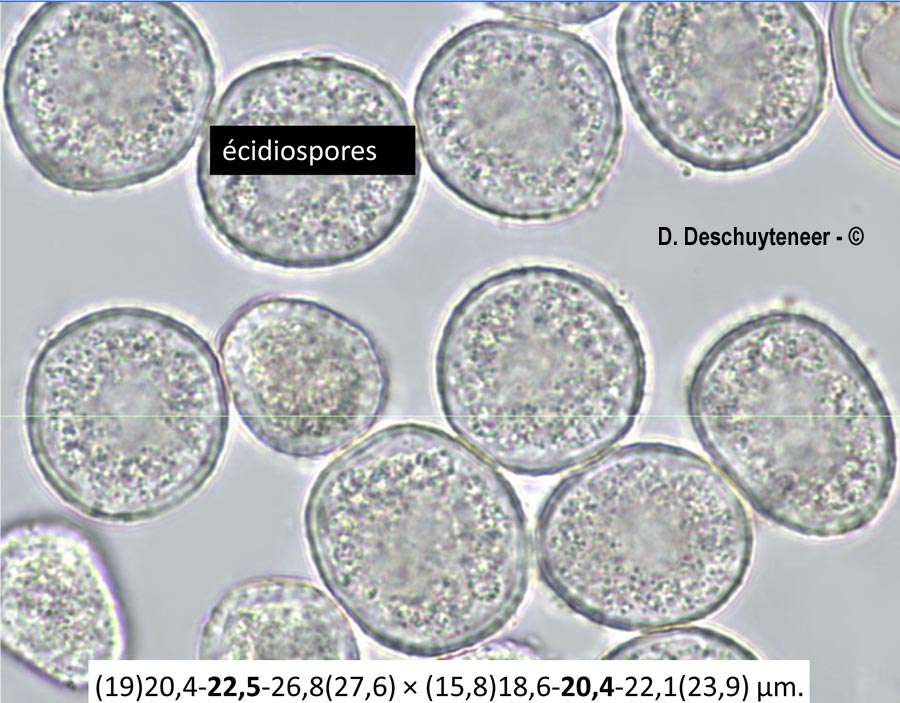 Melampsora euphorbiae-dulcis