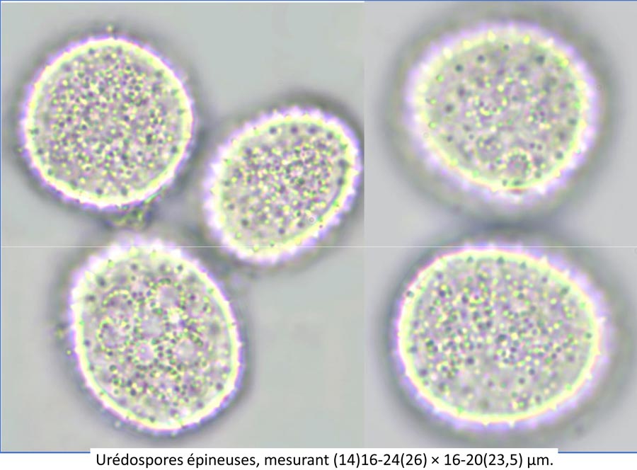 Melampsora euphorbiae-dulcis