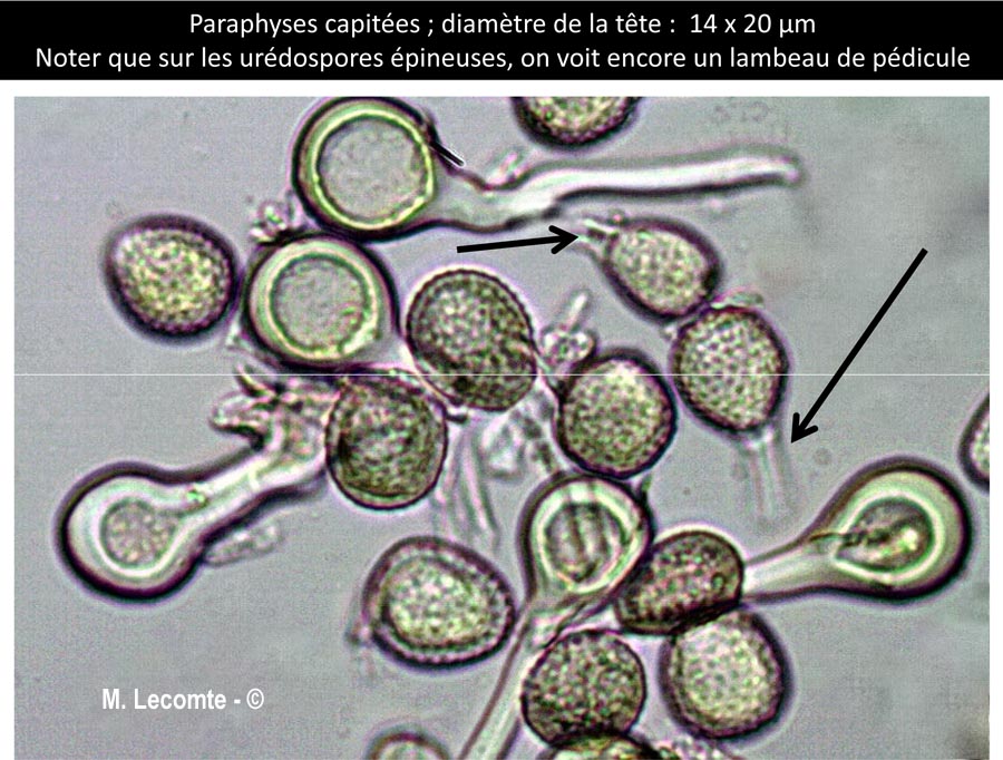 Melampsora euphorbiae-dulcis