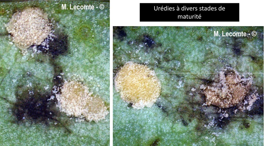 Melampsora euphorbiae-dulcis