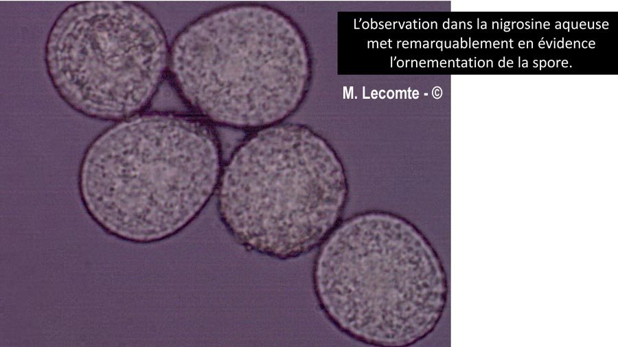 Melampsora euphorbiae-dulcis