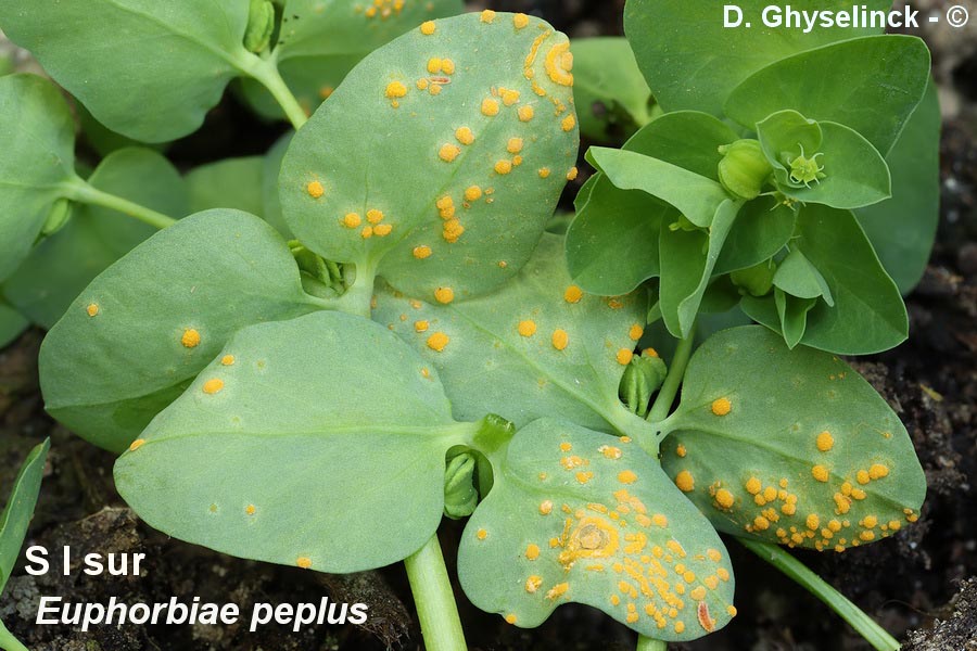 Melampsora euphorbiae