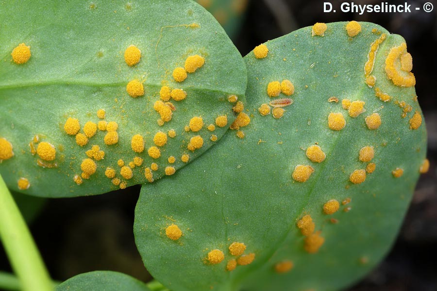 Melampsora euphorbiae