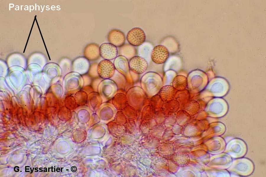 Melampsora helioscopiae