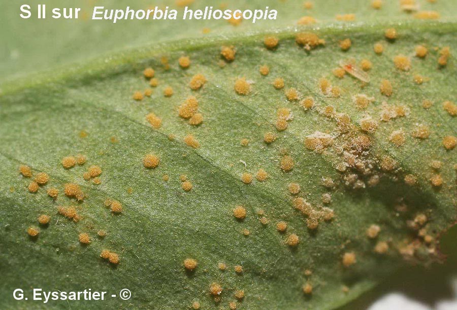 Melampsora helioscopiae