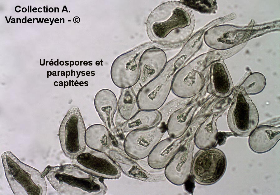 Melampsora larici-populina