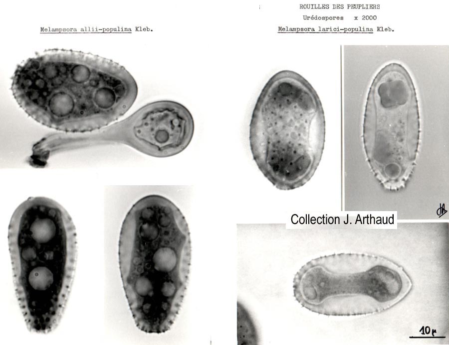 Melampsora larici-populina