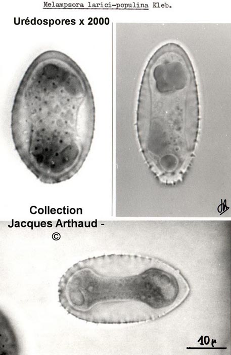 Melampsora larici-populina